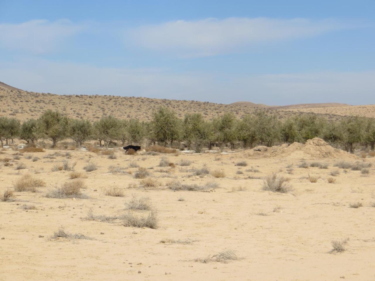 Succah In The Desert Mitzpe Ramon Buitenkant foto